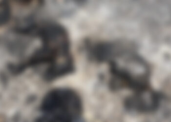 Orrore a Zebbug, ritrovate carcasse di cani dati alle fiamme. È il secondo caso in meno di due mesi