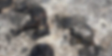 Orrore a Zebbug, ritrovate carcasse di cani dati alle fiamme. È il secondo caso in meno di due mesi