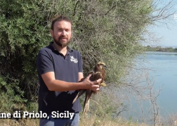 La storia di Denyer, fortunato rapace scampato ai bracconieri e liberato in Sicilia