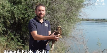 La storia di Denyer, fortunato rapace scampato ai bracconieri e liberato in Sicilia