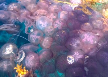 Comino: Una gita in kayak si trasforma in un incontro ravvicinato con migliaia di meduse
