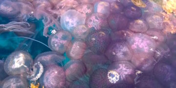 Comino: Una gita in kayak si trasforma in un incontro ravvicinato con migliaia di meduse