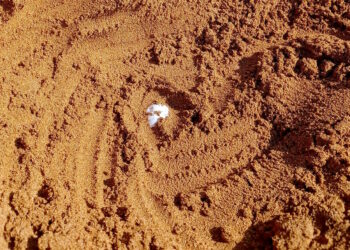 Stupore a Gozo: individuate le prime uova di tartarughe marine della stagione