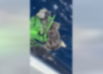 Orrore in mare: avvistato cadavere di cane legato al carrello della spesa 