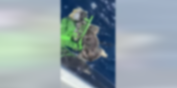 Orrore in mare: avvistato cadavere di cane legato al carrello della spesa 