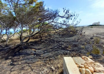 Vandali in azione a Mellieha, danneggiati e dati alle fiamme alberi nell’area protetta di Ahrax