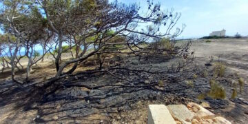 Vandali in azione a Mellieha, danneggiati e dati alle fiamme alberi nell’area protetta di Ahrax