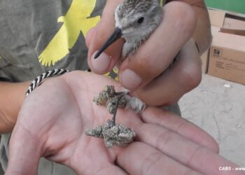 Maxi-raid a Ghaxaq, CABS e polizia sequestrano 136 esemplari di uccelli detenuti illegalmente