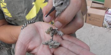 Maxi-raid a Ghaxaq, CABS e polizia sequestrano 136 esemplari di uccelli detenuti illegalmente