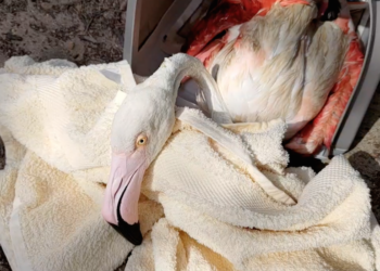 Recuperato in mare esemplare di fenicottero rosa ferito. È stato abbattuto illegalmente