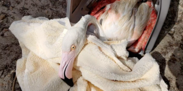 Recuperato in mare esemplare di fenicottero rosa ferito. È stato abbattuto illegalmente