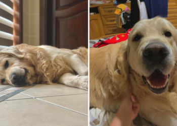 Appello per riportare a casa Max, il cane guida di un bambino ipovedente scomparso ad Hal Far