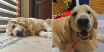 Appello per riportare a casa Max, il cane guida di un bambino ipovedente scomparso ad Hal Far