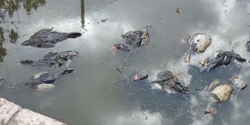 Strage di anatre in un campo privato ad Hal Far