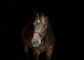 Frustò il cavallo sui genitali per farlo correre più veloce; ventenne se la cava con una multa e sospensione della pena