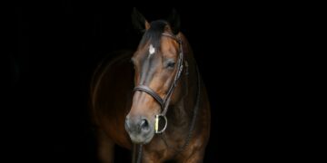 Frustò il cavallo sui genitali per farlo correre più veloce; ventenne se la cava con una multa e sospensione della pena