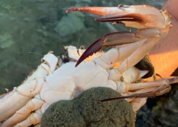 Ritrovato granchio “alieno” sulle coste maltesi