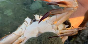 Ritrovato granchio “alieno” sulle coste maltesi