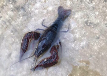 A Mosta avvistata specie “aliena” di gambero rosso della palude