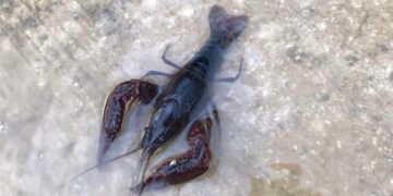 A Mosta avvistata specie “aliena” di gambero rosso della palude