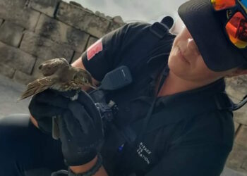 La denuncia dell’attivista ambientalista Cami Appelgren: «Sono stata attaccata da tre cacciatori»