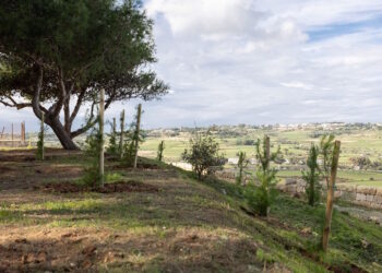 A Mosta e Birzebbugia piantati 1.600 alberi grazie all’iniziativa di Parks Malta e Puttinu Cares