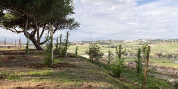 A Mosta e Birzebbugia piantati 1.600 alberi grazie all’iniziativa di Parks Malta e Puttinu Cares