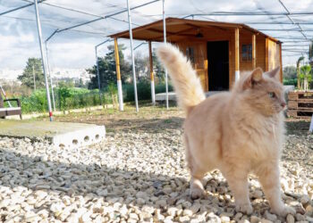 A Ghammieri inaugurato un nuovo rifugio per gatti abbandonati