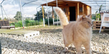 A Ghammieri inaugurato un nuovo rifugio per gatti abbandonati