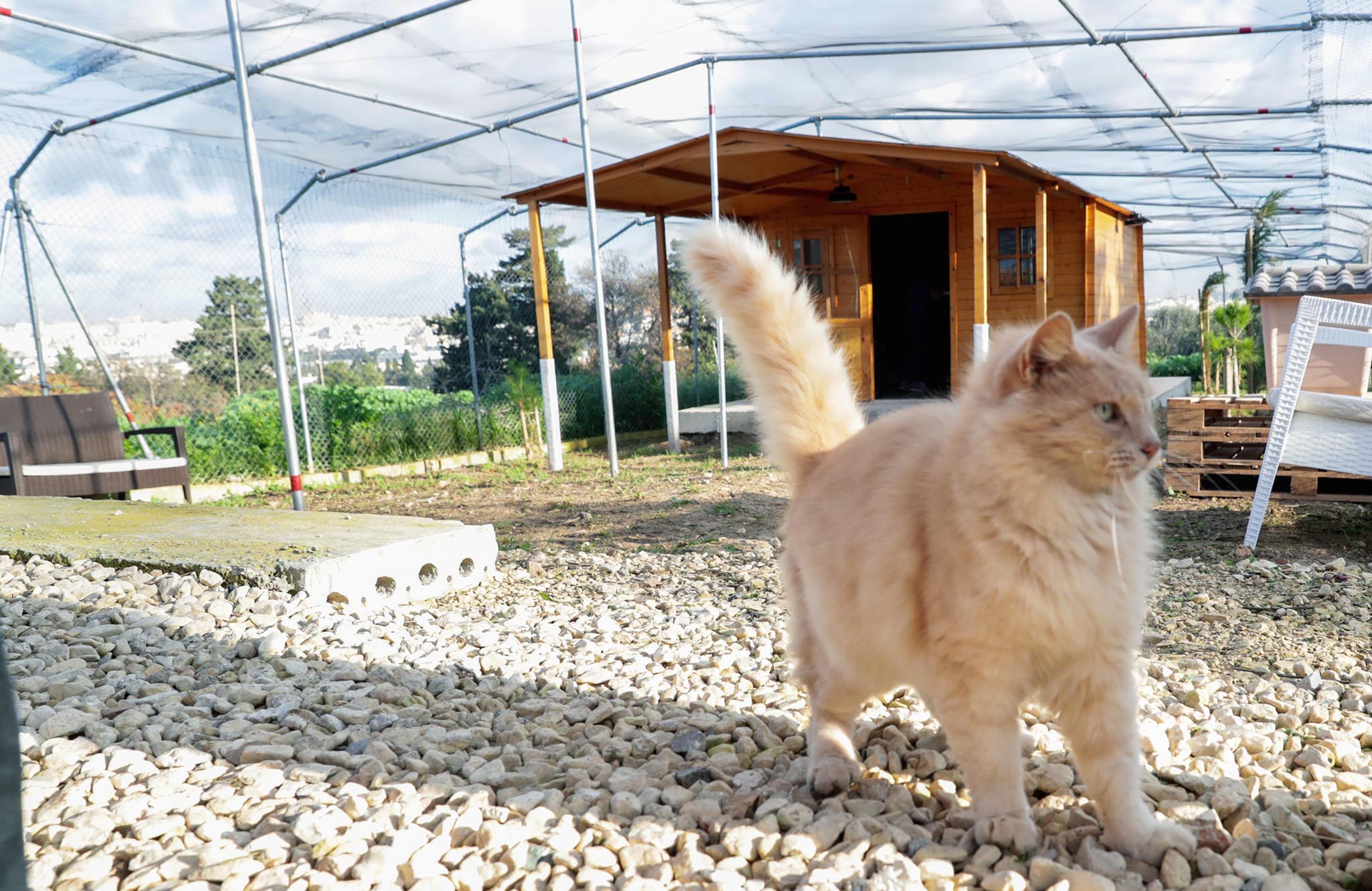 Casetta Rinfrescante Per Gatti Con Impacchi Di Ghiaccio, Tessuto Oxford Anti-morso, Strato In Cotone EPE E Alluminio, Taglia M, Per Estati Calde