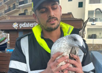Marsalforn: gabbiano in difficoltà salvato da agente di polizia