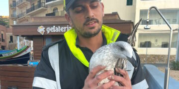 Marsalforn: gabbiano in difficoltà salvato da agente di polizia