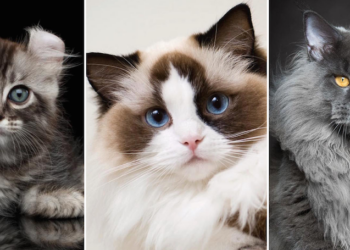 Mici in passerella: un fine settimana coi gatti più belli di Malta all’International Cat Show di Paola