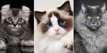 Mici in passerella: un fine settimana coi gatti più belli di Malta all’International Cat Show di Paola