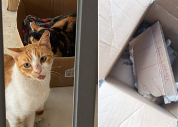 Orrore a Mqabba: gatto ucciso e lasciato davanti l’uscio di casa