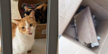 Orrore a Mqabba: gatto ucciso e lasciato davanti l’uscio di casa