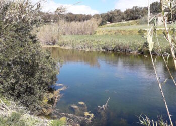 Caccia, divieto di piombo nelle zone umide di tutta l’UE. BirdLife sollecita il governo: «agire tutelando il Paese»