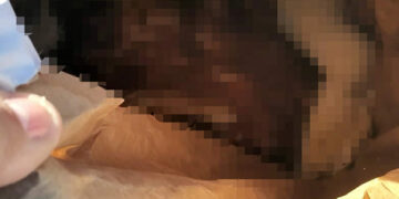 Abbandonava carcasse di animali morti all’interno del Majjistral Park, trasgressore rintracciato e sanzionato