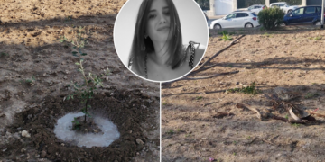 Vandali prendono di mira la quercia piantata in ricordo di Pelin Kaya