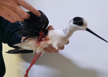 Bracconaggio a Birzebbugia, esemplare di Cavaliere d’Italia ritrovato impallinato