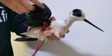 Bracconaggio a Birzebbugia, esemplare di Cavaliere d’Italia ritrovato impallinato