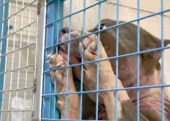 Uno dei cani sequestrati dalla casa di Andre Galea riabbraccia il suo “vero” proprietario