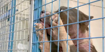 Uno dei cani sequestrati dalla casa di Andre Galea riabbraccia il suo “vero” proprietario