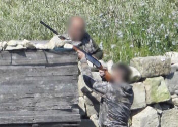 CABS denuncia l’apertura della caccia “non ufficiale” alla tortora e accusa il governo di “eco-corruzione”