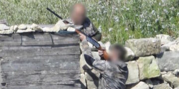 CABS denuncia l’apertura della caccia “non ufficiale” alla tortora e accusa il governo di “eco-corruzione”