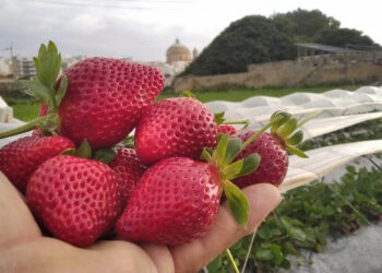Domenica 16 aprile torna “Festa Frawli”, il tradizionale festival che celebra le fragole locali
