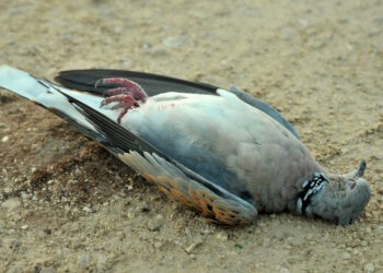 Tribunale revoca l’ingiunzione di BirdLife aprendo la strada all’avvio della caccia primaverile alla tortora