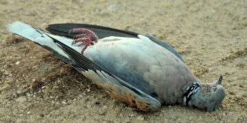 Tribunale revoca l’ingiunzione di BirdLife aprendo la strada all’avvio della caccia primaverile alla tortora