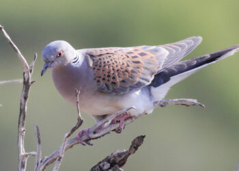 Caccia primaverile, tribunale esclude la lobby dei cacciatori dai procedimenti giudiziari