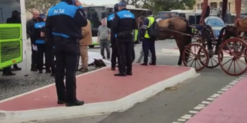 Floriana: cavallo imbizzarrito si schianta contro un autobus e muore